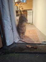 Adopter  chat : Marie