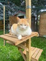 Adopter  chat : Taïshi