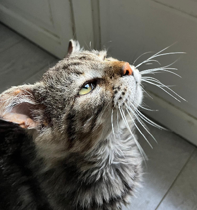 Adopter Muffin