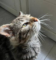 Adopter  chat : Muffin