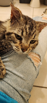 Adopter Muffin