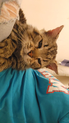 Adopter Muffin
