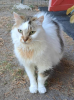 Adopter  chat : Tweety
