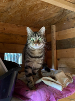 Adopter  chat : Sally