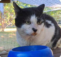 Adopter  chat : Baloo