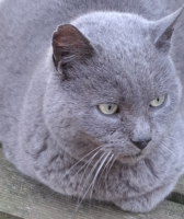 Adopter  chat : Berlioz
