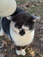Adopter  chat : Chaplin