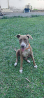Adopter  chien : Dalva