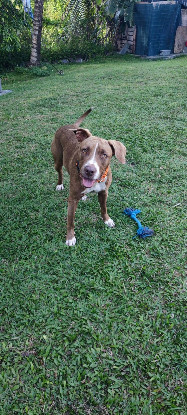 Adopter Dalva