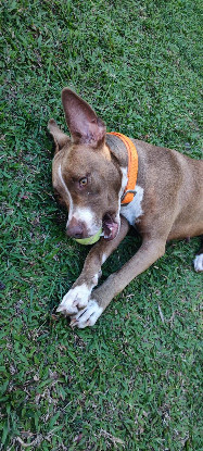 Adopter Dalva