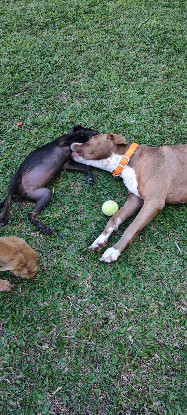 Adoption Dalva