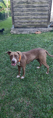 Adoption Dalva