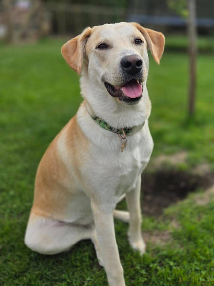 Adopter Grenache