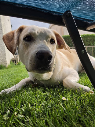 Adopter Grenache