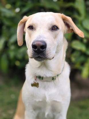 Adoption Grenache