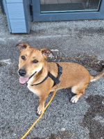 Adopter  chien : Bosko