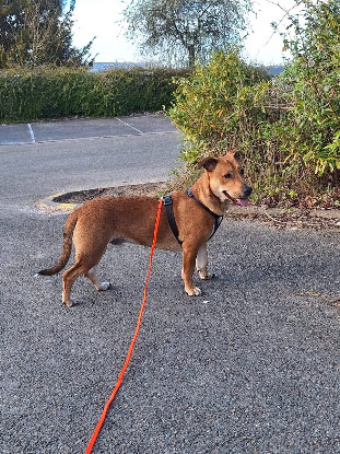 Adopter Bosko