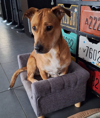 Adopter Bosko