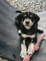 Adopter  chien : Laya
