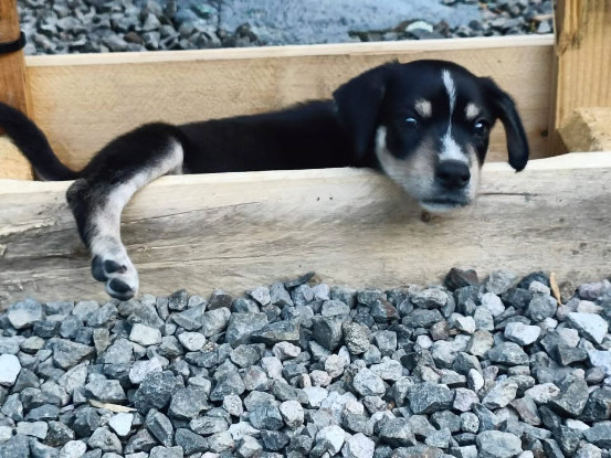 Adopter Laya