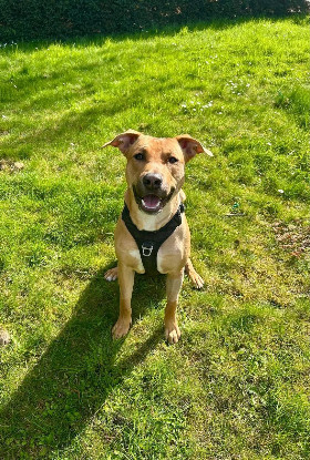 Adopter Newis