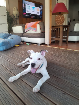 Adopter Rose