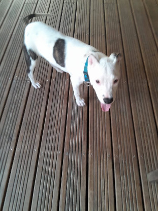 Adopter Rose