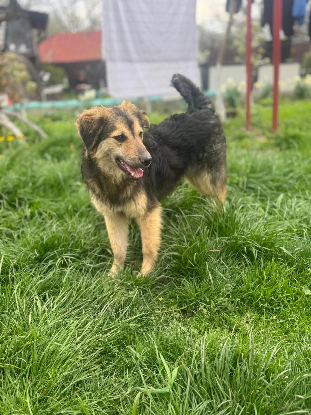 Adopter Sésame