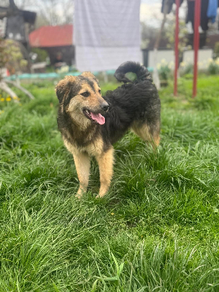 Adoption Sésame
