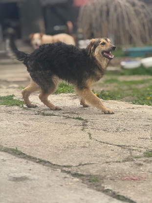 Adopter Sésame