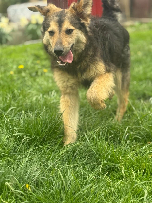 Adoption Sésame