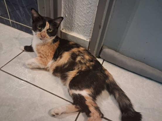 Adopter Melodie