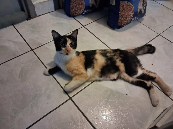 Adopter Melodie