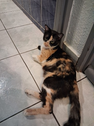 Adopter Melodie