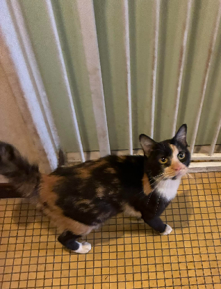 Adopter Melodie