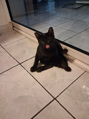 Adopter Salem