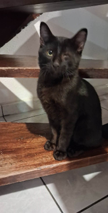 Adopter Salem