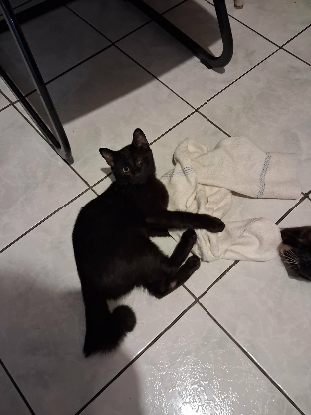 Adopter Salem