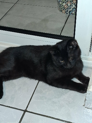 Adoption Salem