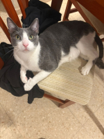 Adopter  chat : Orion