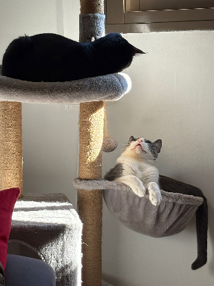 Adopter Orion