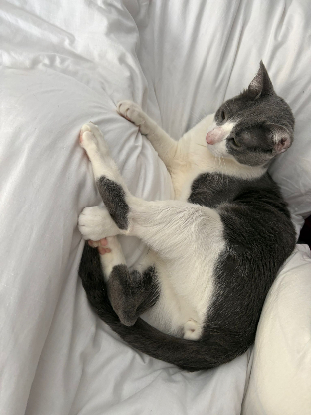 Adoption Orion