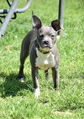 Adopter Athéna