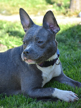 Adopter Athéna