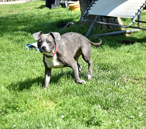 Adopter Polo