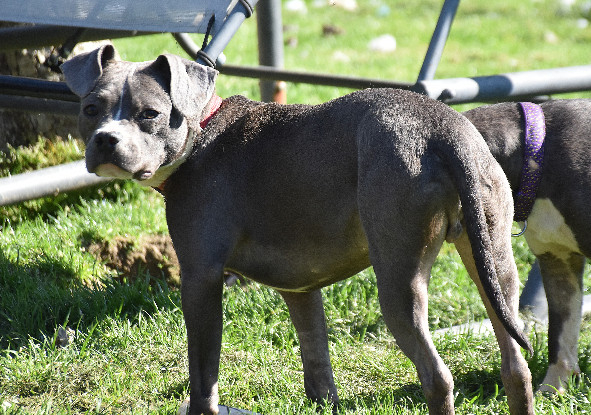 Adopter Polo