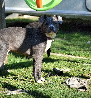 Adoption Polo