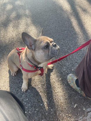 Adopter Stitch