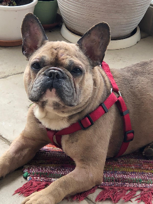 Adopter Stitch