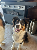 Adopter  chien : Lilou